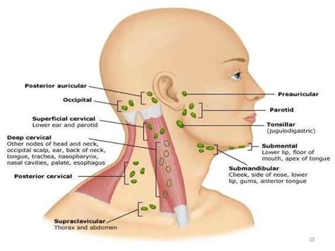 Pictures Of Anterior Cervical Lymph Nodes