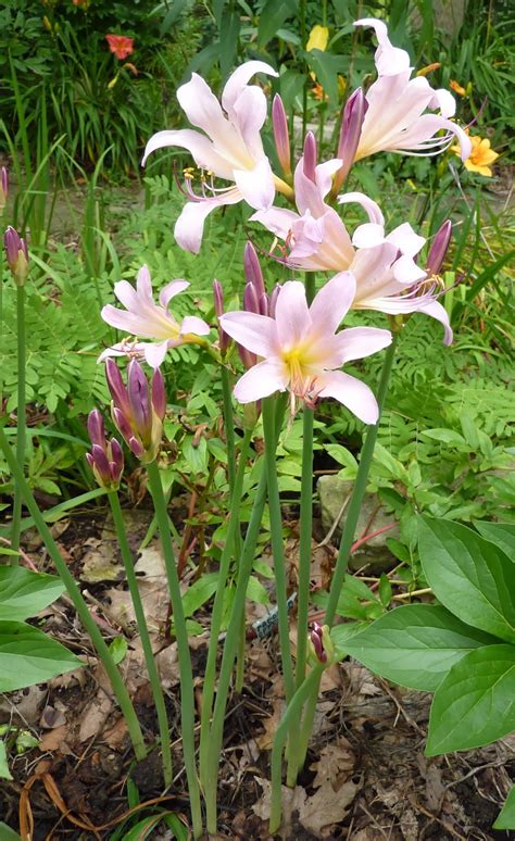 Daniel's Pacific NW Garden: Lycoris squamigera and Lycoris radiata