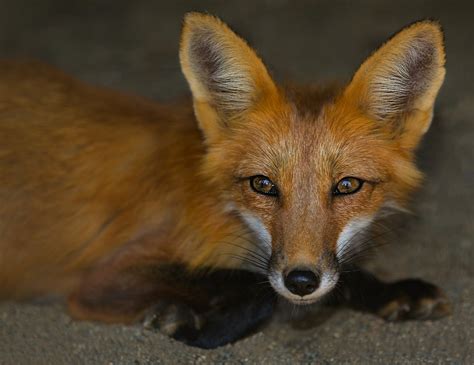 Domesticated Foxes | Pets Perfection