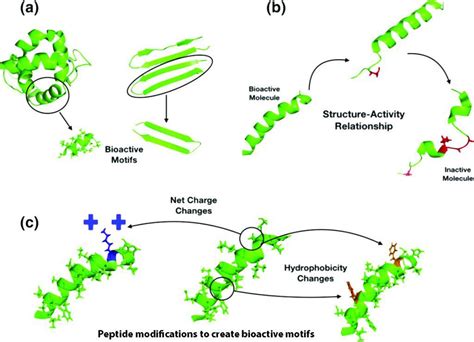 Antimicrobial Peptide Structure - Brain Mind Article