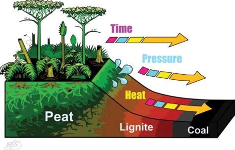 Coal | Types of Coal: Peat, Lignite, Bituminous Coal & Anthracite Coal ...