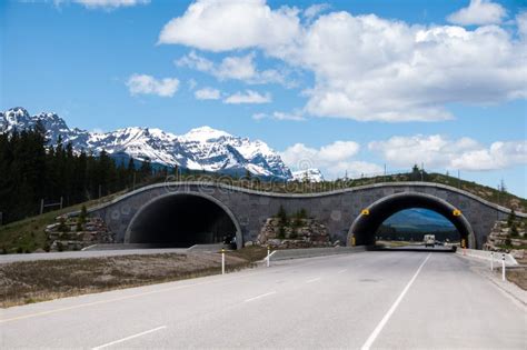 Animal Overpass, Banff Royalty Free Stock Photo - Image: 31653105