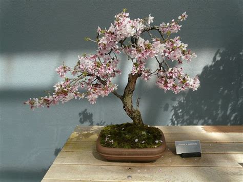 Weeping Cherry Bonsai Seeds 10pk W INSTRUCTIONS 91% Germination flowering - Etsy