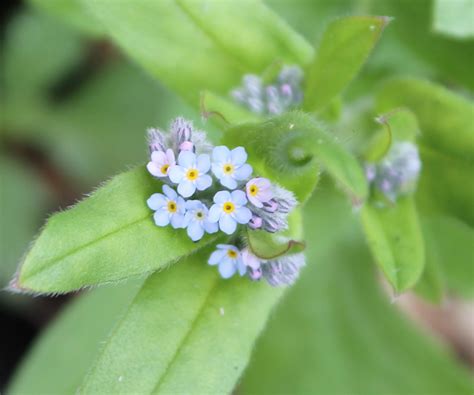 How to collect seed from forget me not - Seedball