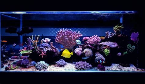 Corner Fish Tank Ideas to Enhance your Interior Decor.