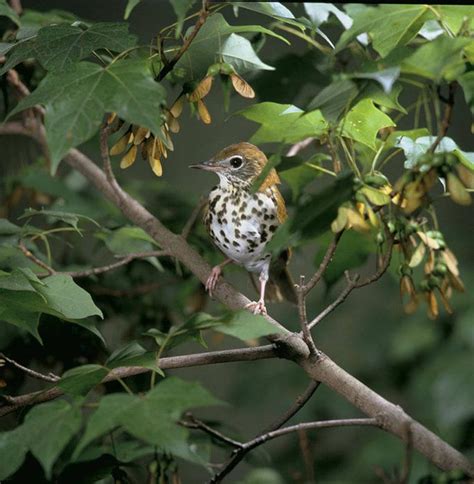 Wood Thrush - Hylocichla mustelina | Wildlife Journal Junior