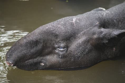 Wild Tapir Swimming in the River Stock Image - Image of buddhism, religious: 145867781