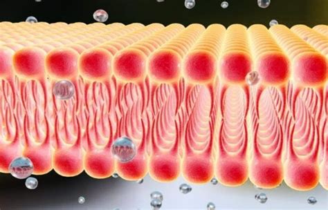 Función de los Lípidos en la Célula