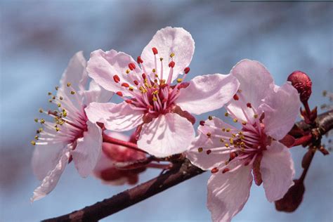 Pink Plum Tree Blossoms 18 Photograph by Iris Richardson