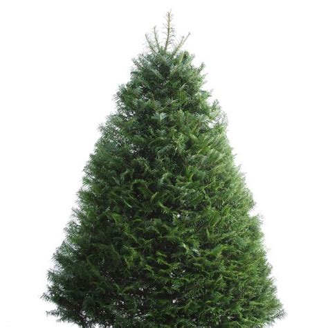 6-7-ft Grand Fir Real Christmas Tree in the Fresh Christmas Trees department at Lowes.com