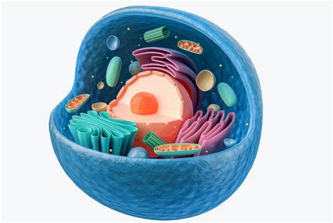 Animal Cell 3D Model – Definition, Parts, Structure, and Diagram in Metaverse