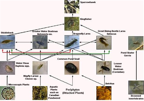 food web - swamps ecosystems