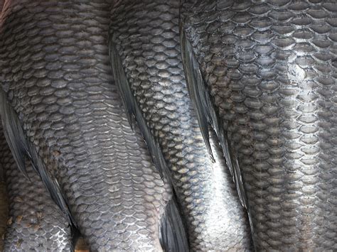 File:Fish scales.jpg - Wikimedia Commons