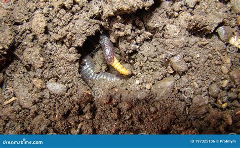 Worm Snake is Eating Mealworm , Meal Worm Close Up of Snake, it Looks Like Worm Blind Snake is a ...