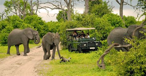 Safari in Chobe National Park Botswana - Information for your Botswana holiday safari