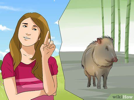 How to Care for a Javelina (with Pictures) - wikiHow Pet