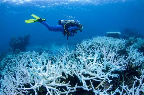 Australia's Great Barrier Reef is suffering mass coral bleaching : NPR