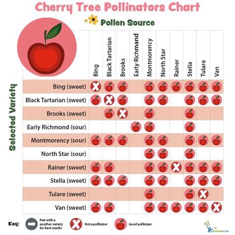 Pollination Chart For Apple Trees