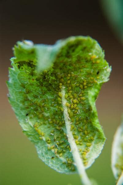 Green Apple Aphid / Spirea Aphid | NC State Extension Publications