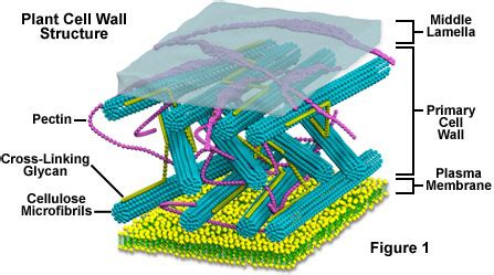 Molecular Expressions Cell Biology: Plant Cell Structure - Cell Wall