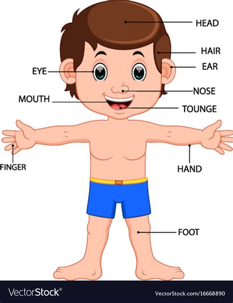 Boy body parts diagram poster Royalty Free Vector Image