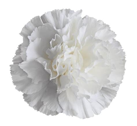 White Carnation Flower stock photo. Image of gift, nature - 29775256