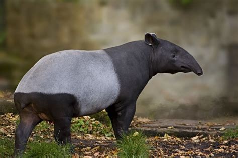 About animals: Malayan Tapir