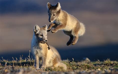 PsBattle: Two arctic fox cubs on Vrangel Island, Russian Arctic. : r/photoshopbattles