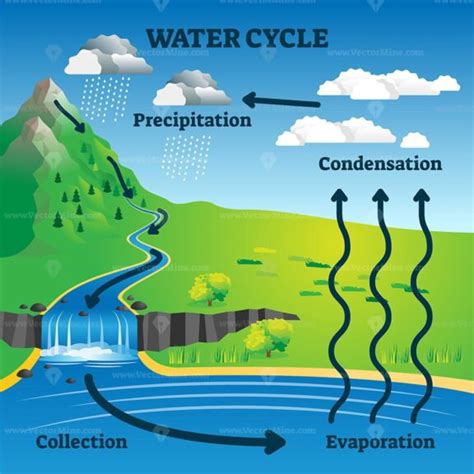 Water cycle diagram with simple rain circulation explanation outline diagram - VectorMine