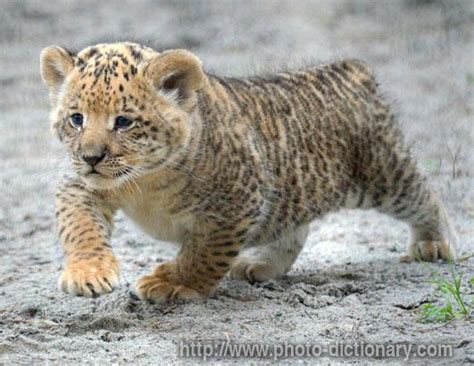 Liger cub - photo/picture definition at Photo Dictionary - Liger cub word and phrase defined by ...