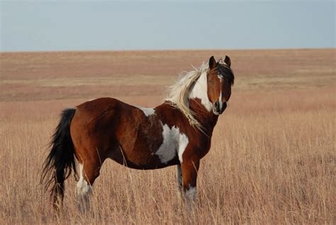 Cute Funny Animalz: American Mustang Horse New Best HD Wallpapers 2013