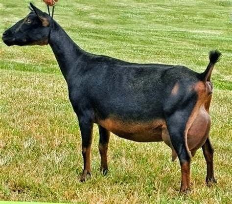 Nigerian Dwarf Goats (Information, Breeding And Sales) – Wealth Result