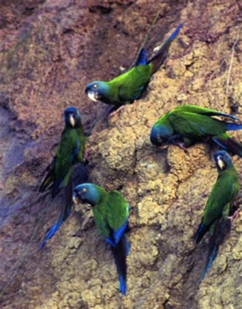 Blue headed macaw - Alchetron, The Free Social Encyclopedia