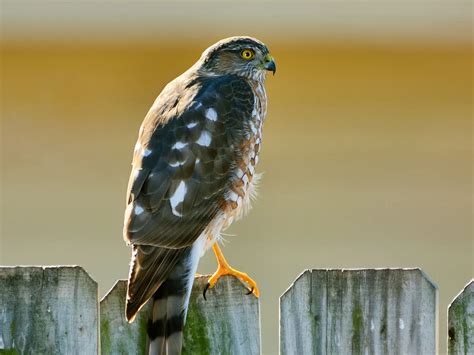 Juvenile Sharp-shinned Hawks (Identification Guide with… | Birdfact