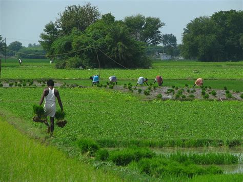 Community-based natural farming outshines other farming practices in ...