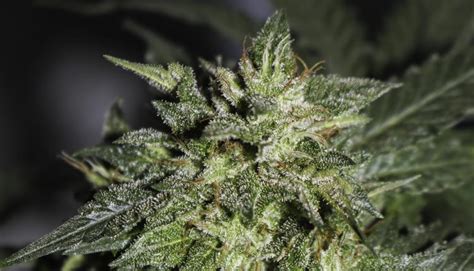 5 Strongest Marijuana Strains in 2020: Which are the Highest in THC?