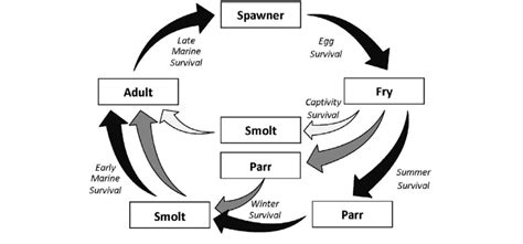 Box and arrow diagram of the Coho Salmon life cycle model depicting no... | Download Scientific ...