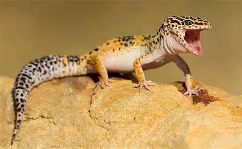 Leopard Gecko Care 101: Habitat, Diet, Feeding Guide & Care Sheet