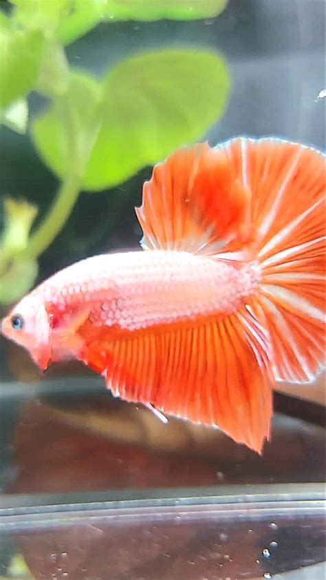 GIANT HMPK BO 4,5CM PINK ORANGE BETTA FISH – Rare Betta Fish Store