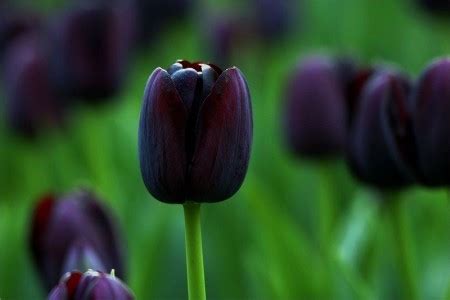 Black Tulip - Flowers Photo (29859724) - Fanpop