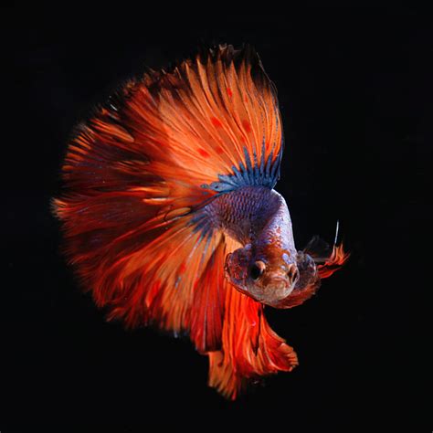 The 10 Most Beautiful Types of Betta Fish