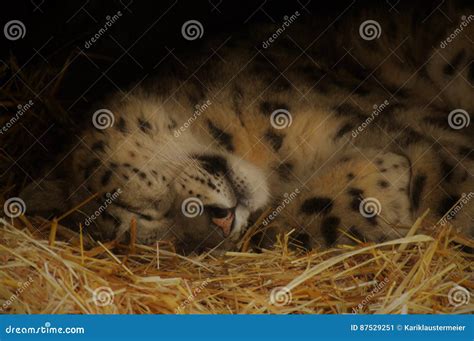 Snow Leopard stock image. Image of alert, curious, black - 87529251