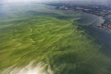 Eutrophication in Ecology Definition, Causes, and Examples