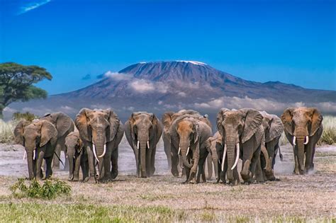 Amboseli National Park | Kilimanjaro Herd