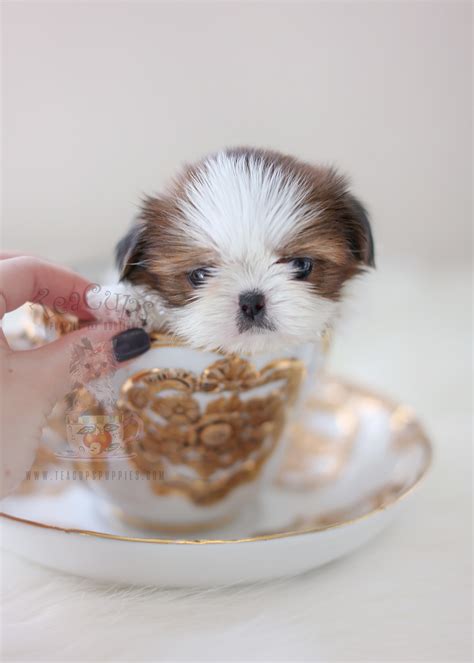 Chocolate Shih Tzu Puppies South Florida | Teacup Puppies & Boutique