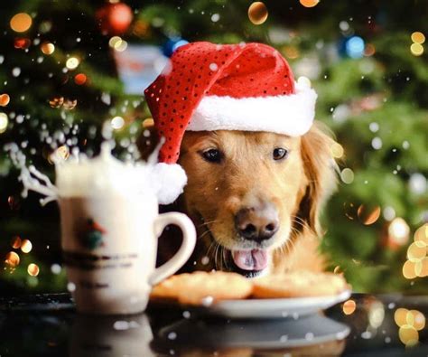 [100+] Christmas Dog Backgrounds | Wallpapers.com