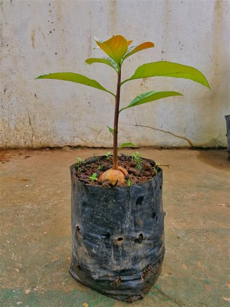 Growing Potted Avocado Trees » Top Tips For Success