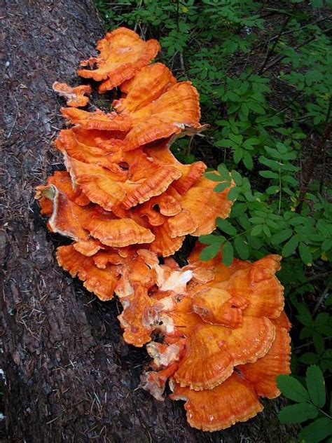 Orange Tree Fungus : Photos, Diagrams & Topos : SummitPost