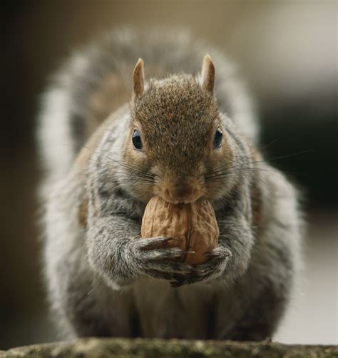 Squirrel eating nuts HD wallpaper | Wallpaper Flare