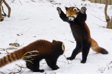 Red Pandas Play in Snow at Cincinnati Zoo | Time